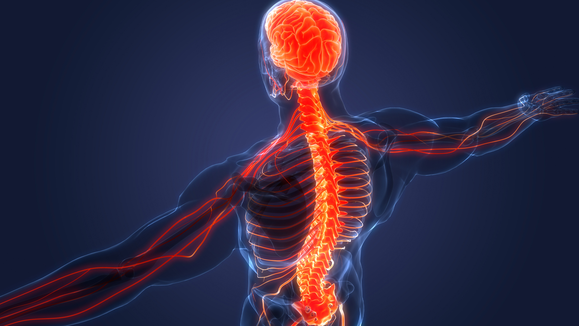 Anatomical illustration of human spine and nervous system